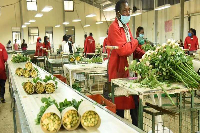 Kenya’s export earnings hit Sh480bn on higher demand Somali Times